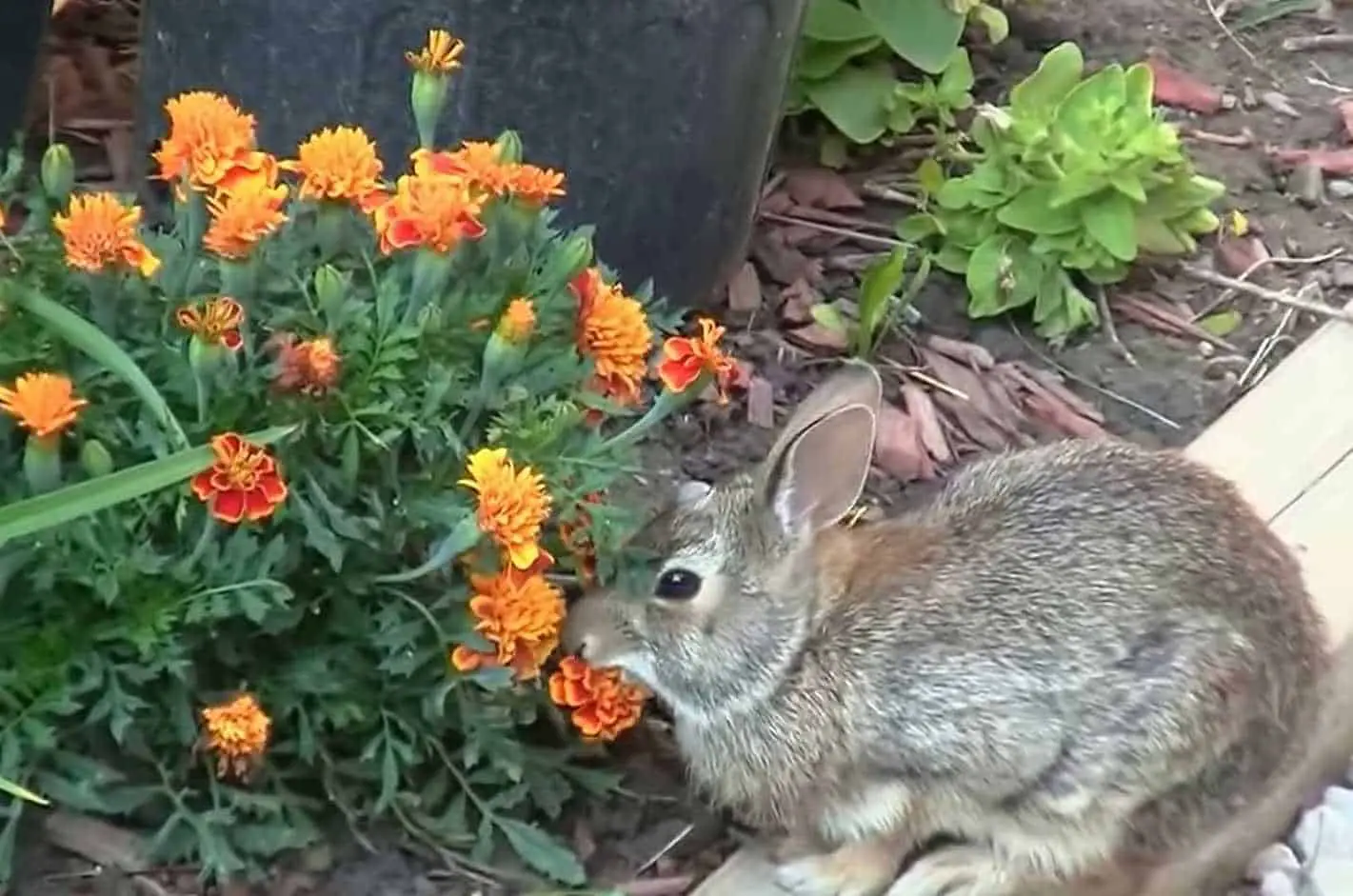 can rabbits eat marigolds