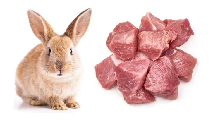 can rabbits eat meat