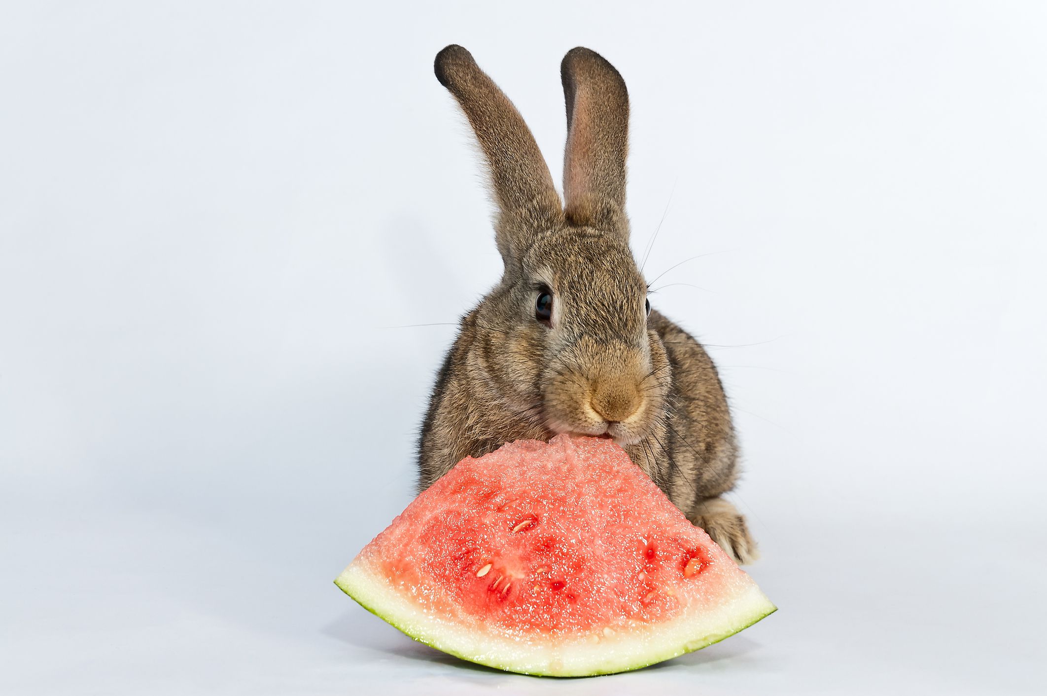 can rabbits eat melon