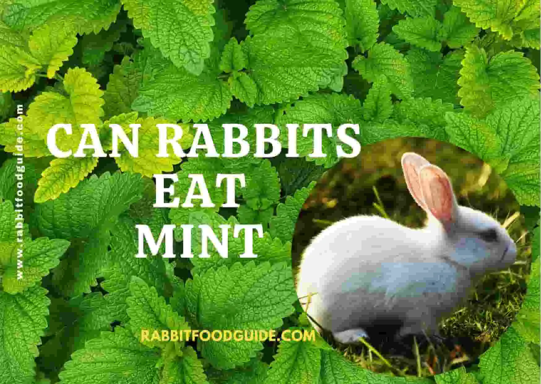 can rabbits eat mint leaves