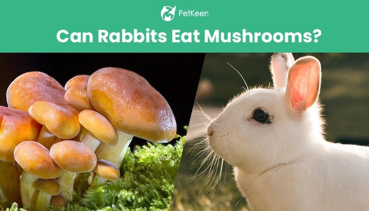 can rabbits eat mushrooms