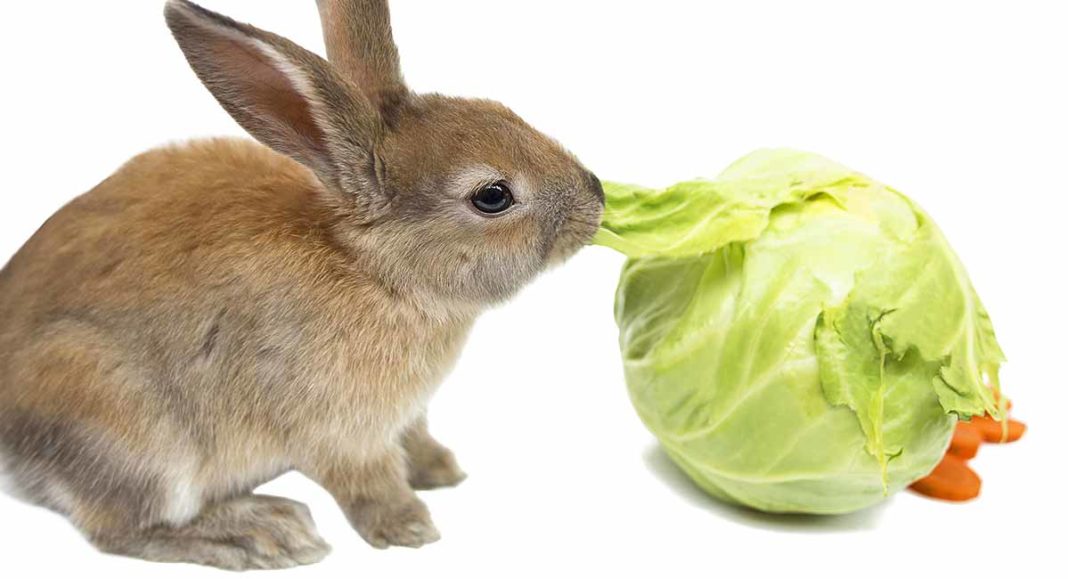 can rabbits eat napa cabbage