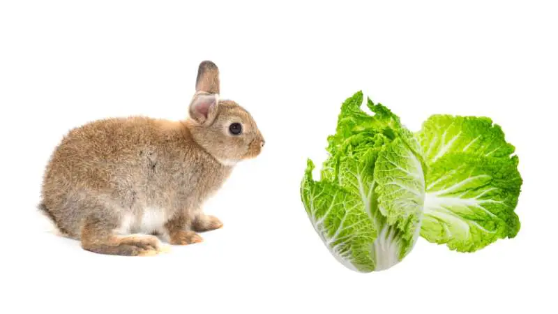 can rabbits eat napa cabbage