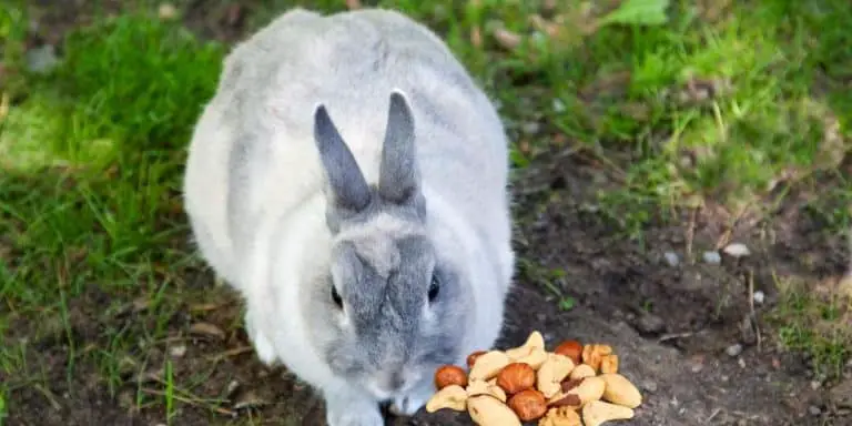 can rabbits eat nuts