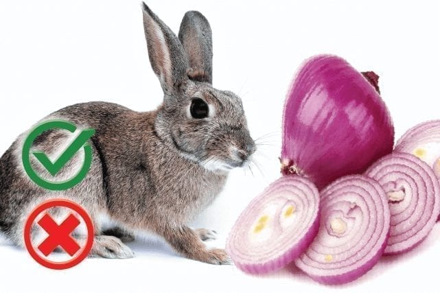 can rabbits eat onions