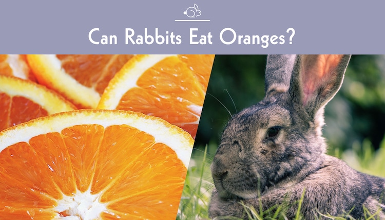 can rabbits eat orange