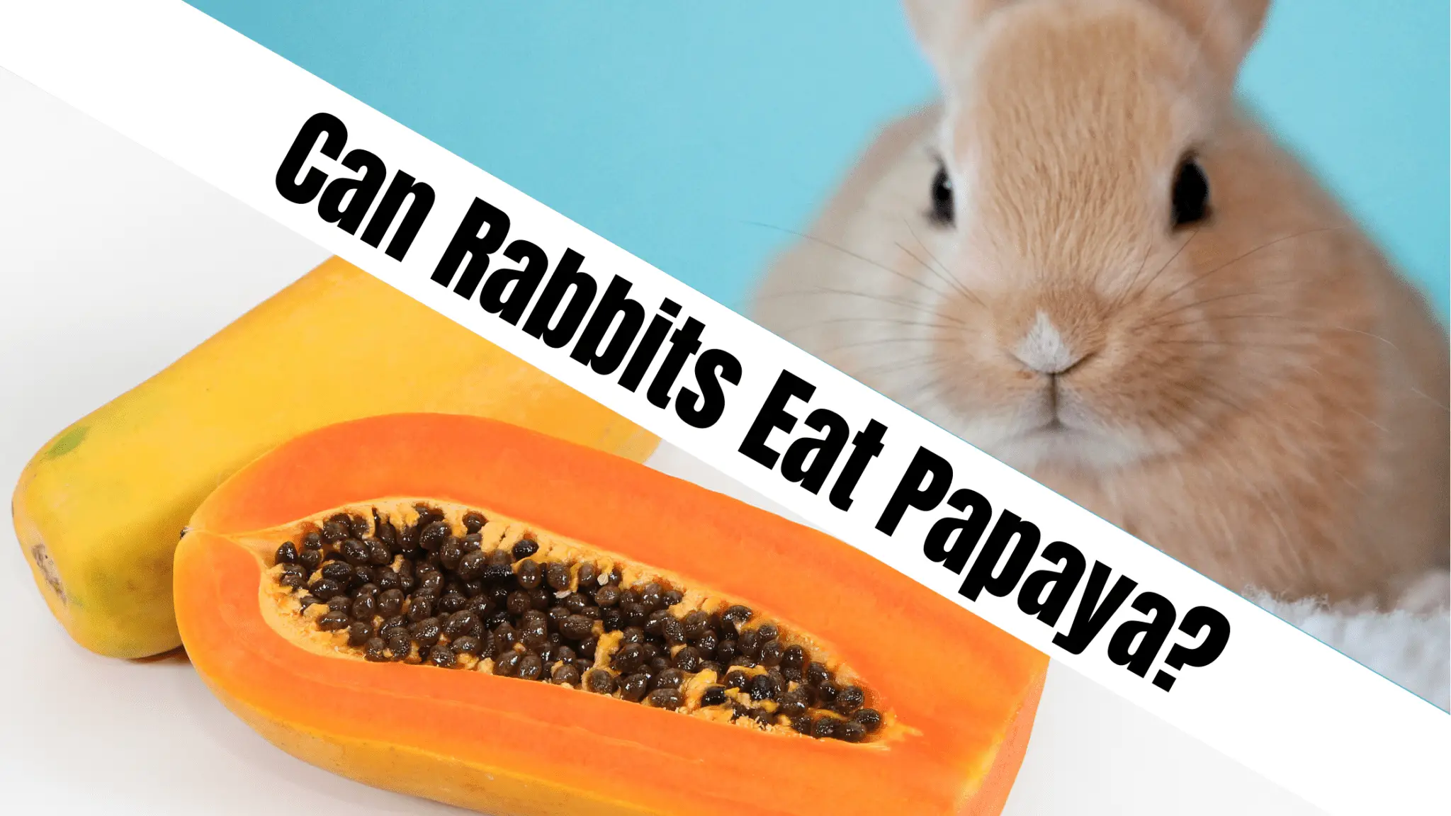 can rabbits eat papaya
