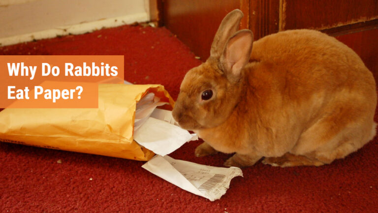 can rabbits eat paper