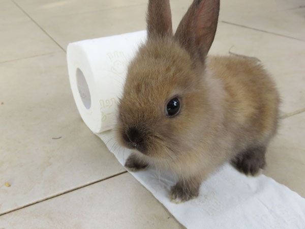 can rabbits eat paper