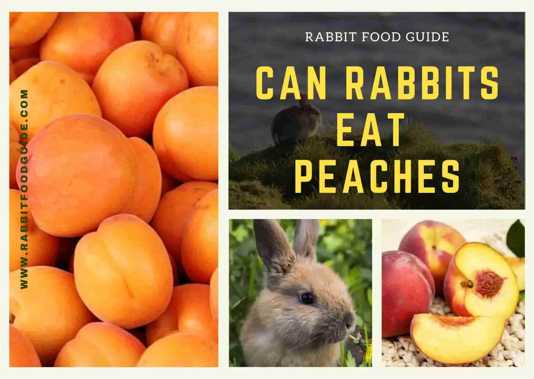 can rabbits eat peach