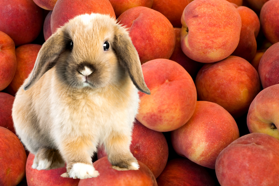 can rabbits eat peaches
