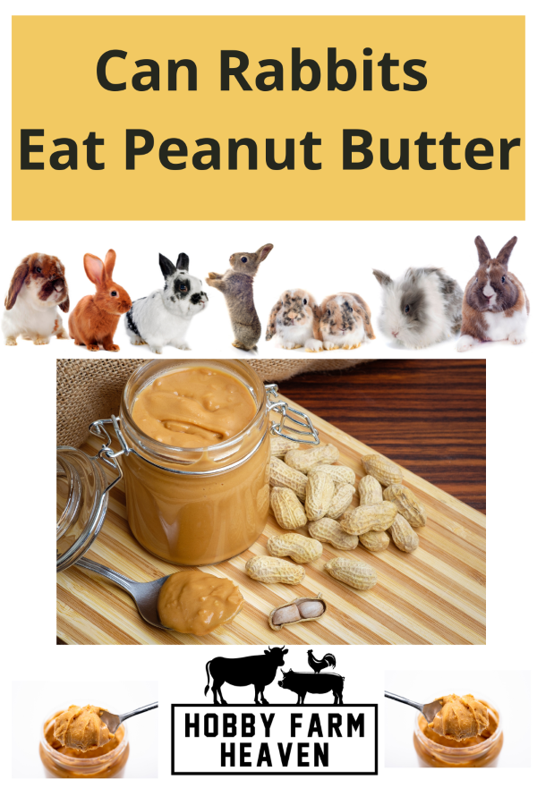 can rabbits eat peanut butter