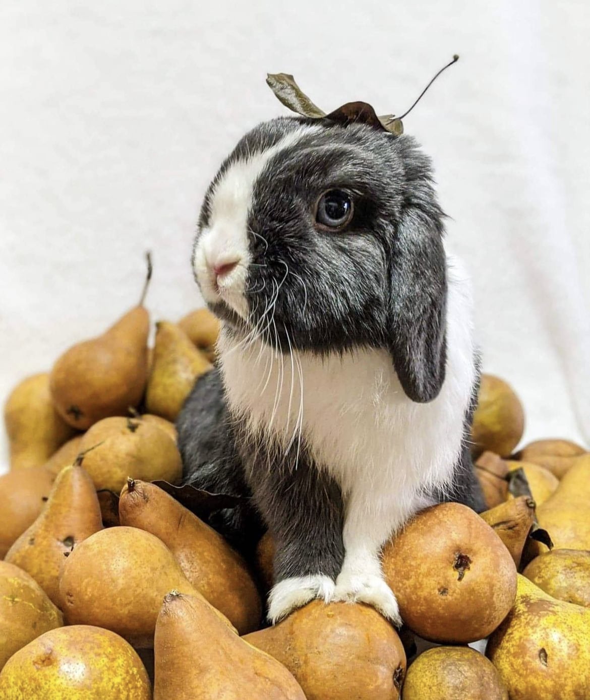 can rabbits eat pears