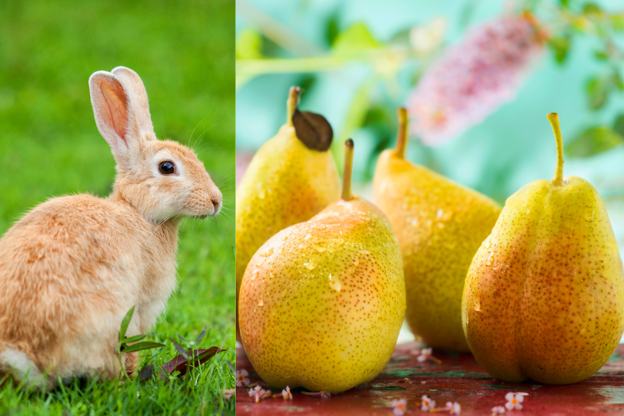 can rabbits eat pears