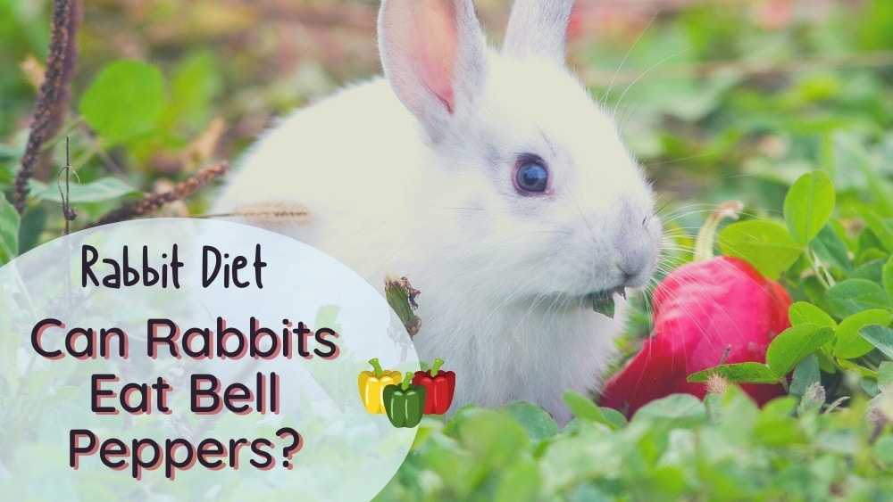 can rabbits eat peppers