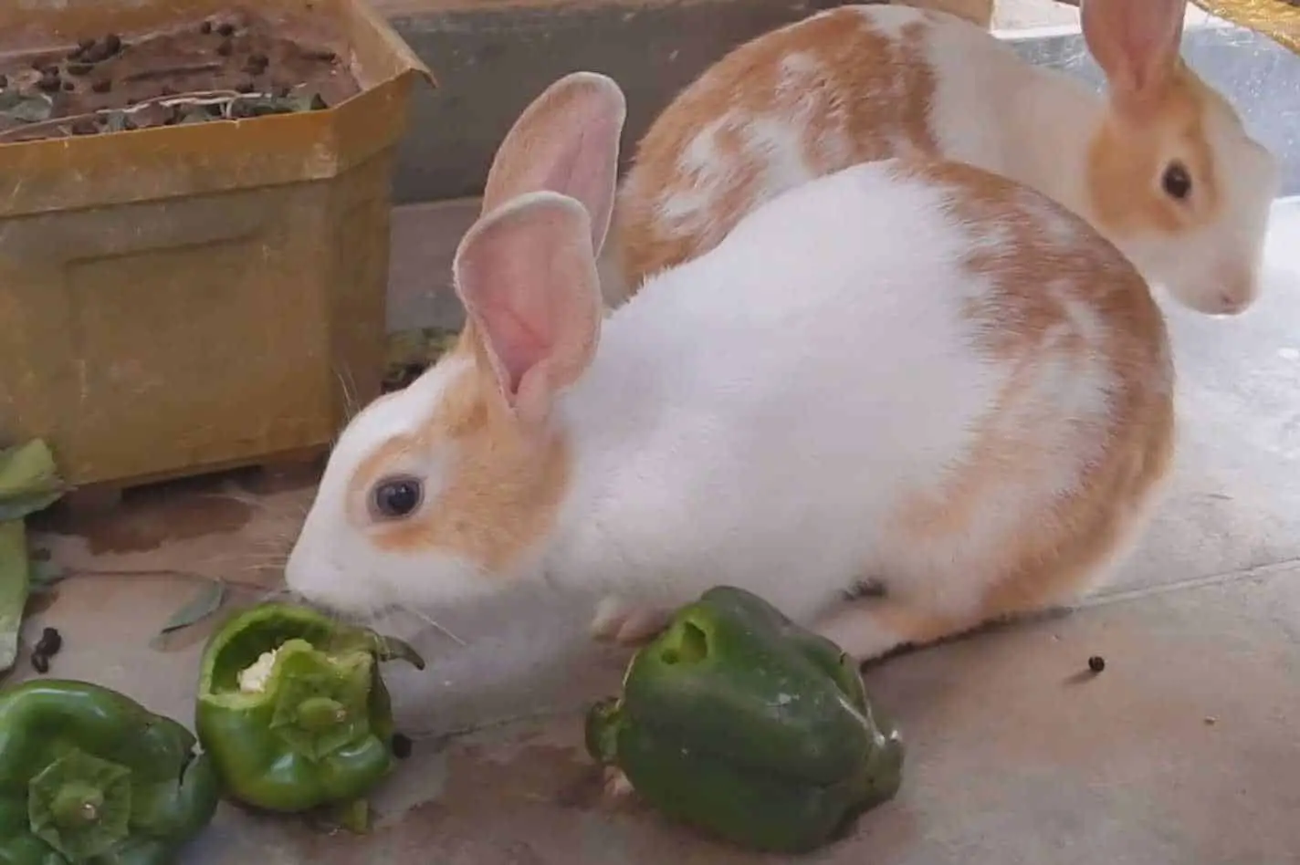 can rabbits eat peppers