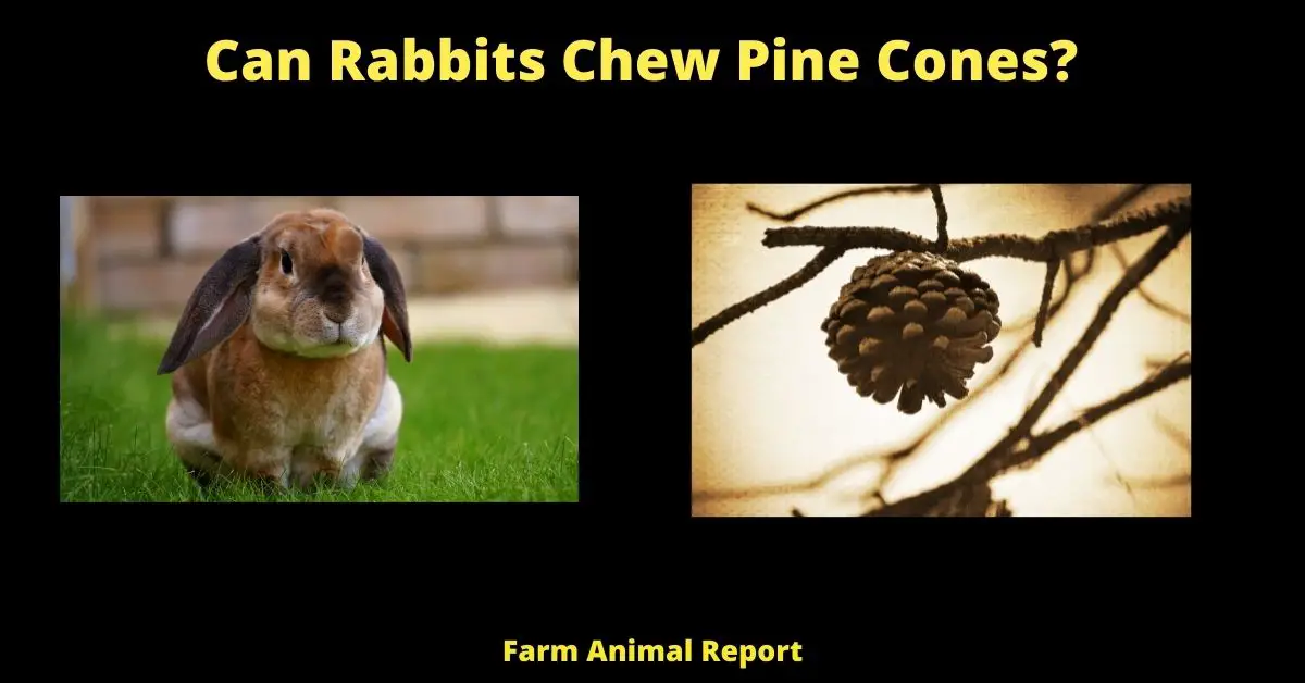 can rabbits eat pine cones