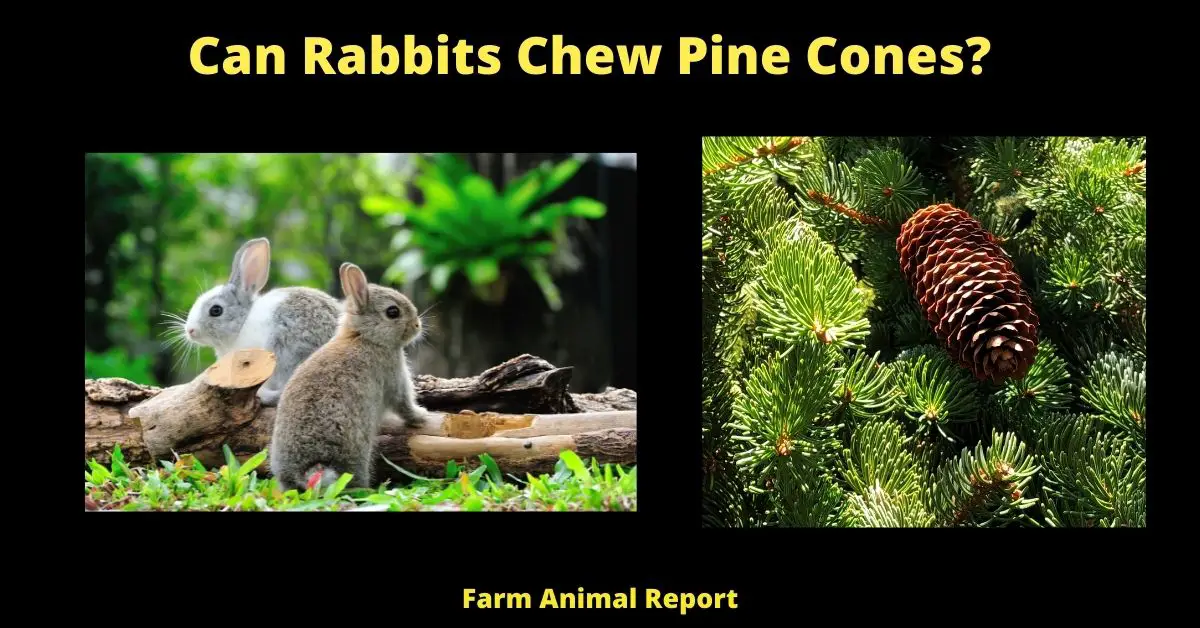 can rabbits eat pine cones