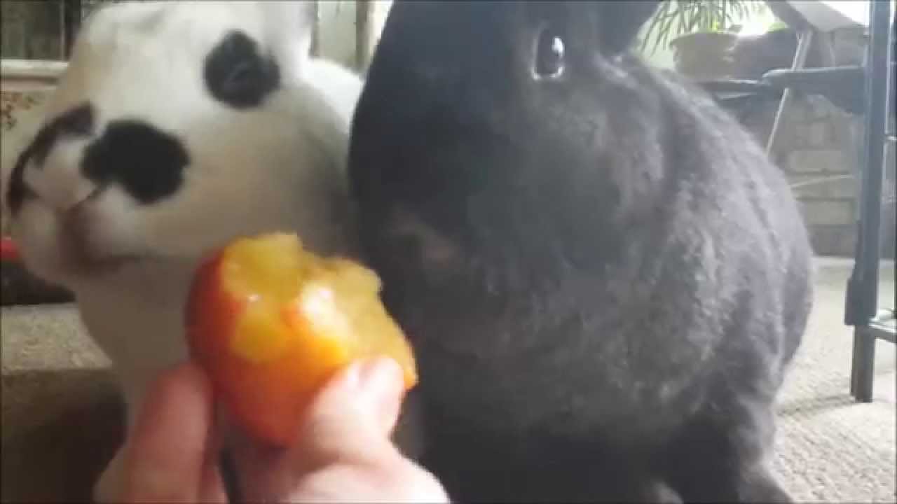 can rabbits eat plums