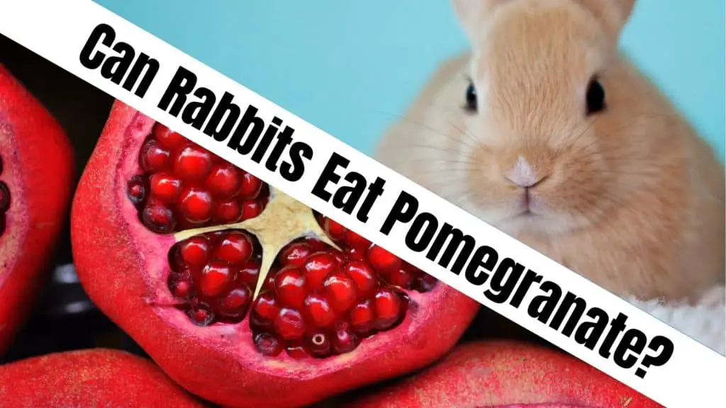 can rabbits eat pomegranate
