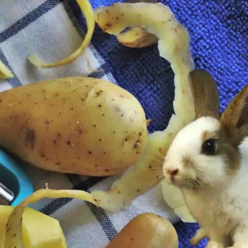 can rabbits eat potato peels