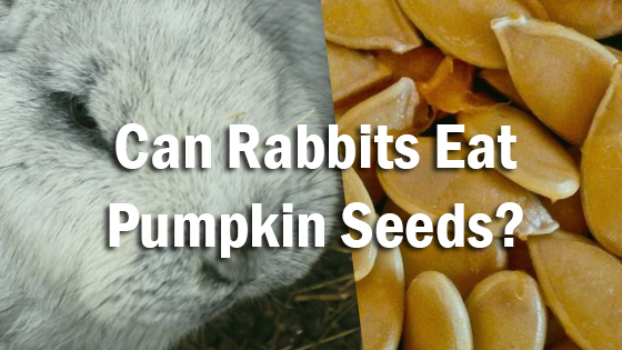 can rabbits eat pumpkin seeds