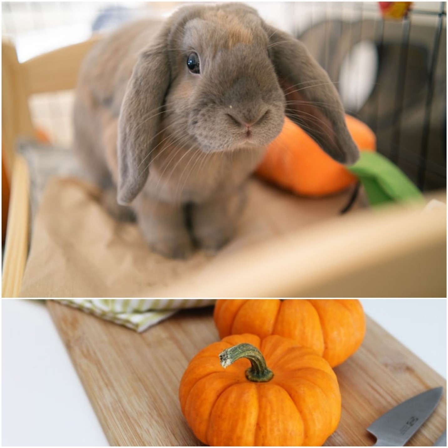 can rabbits eat pumpkins