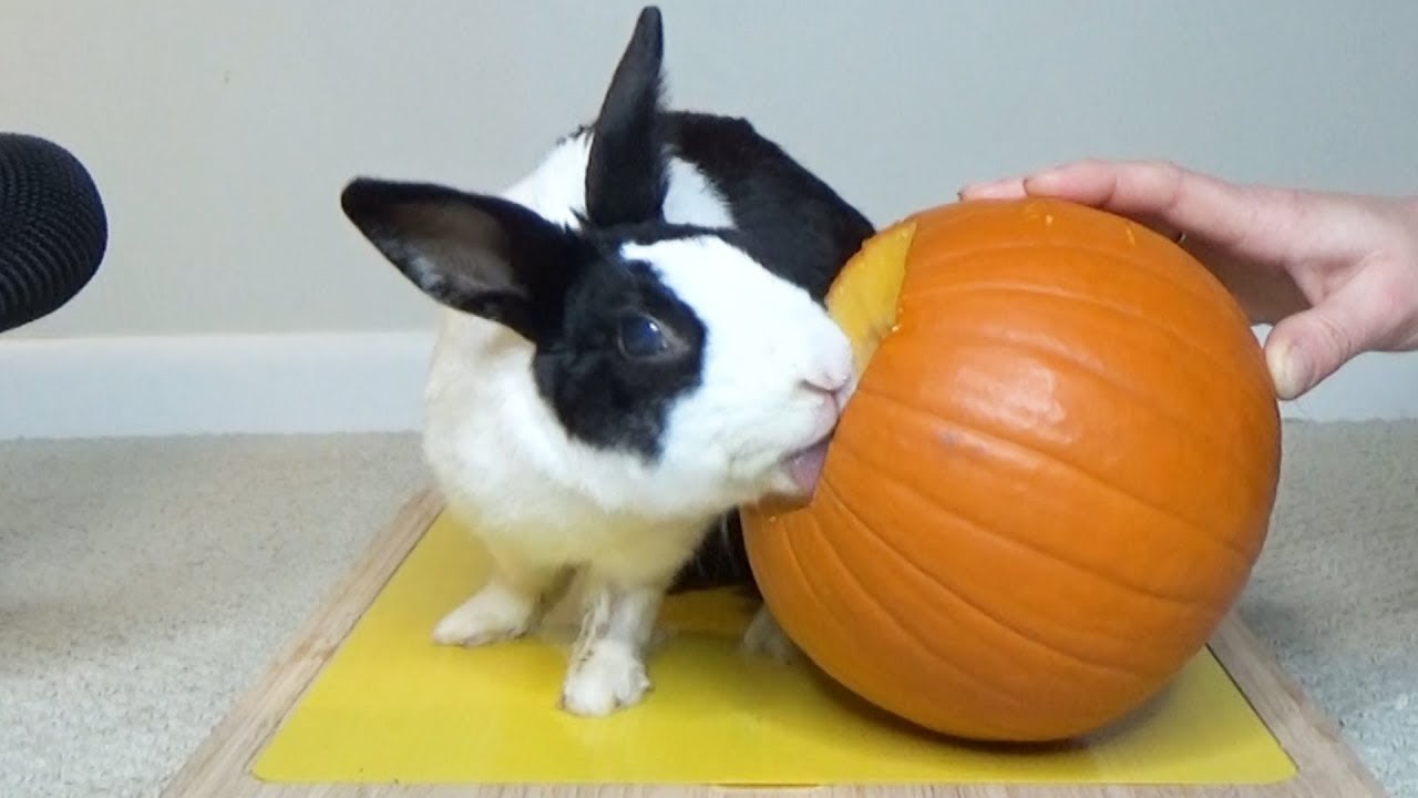 can rabbits eat pumpkins