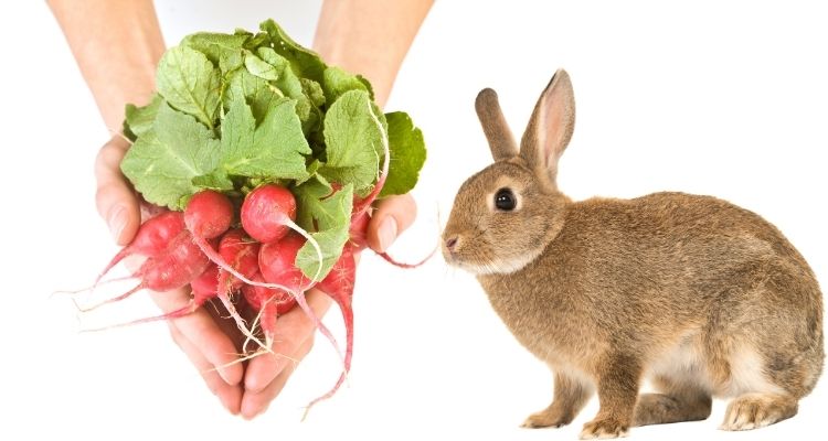 can rabbits eat radish greens