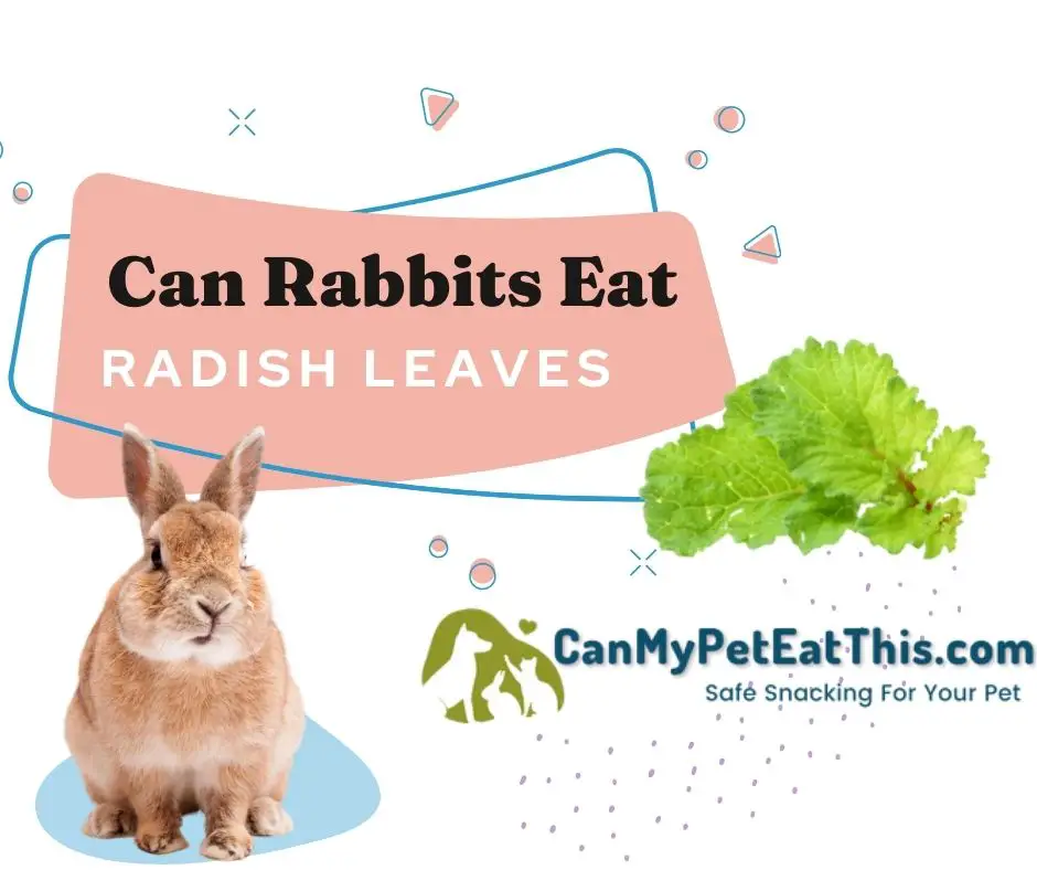 can rabbits eat radish leaves