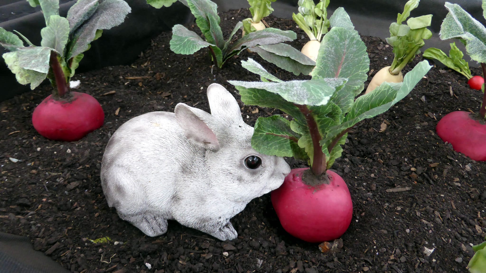 can rabbits eat radish
