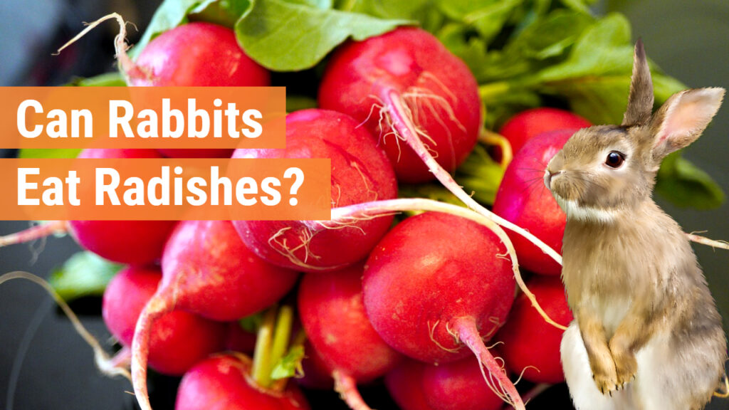 can rabbits eat radishes