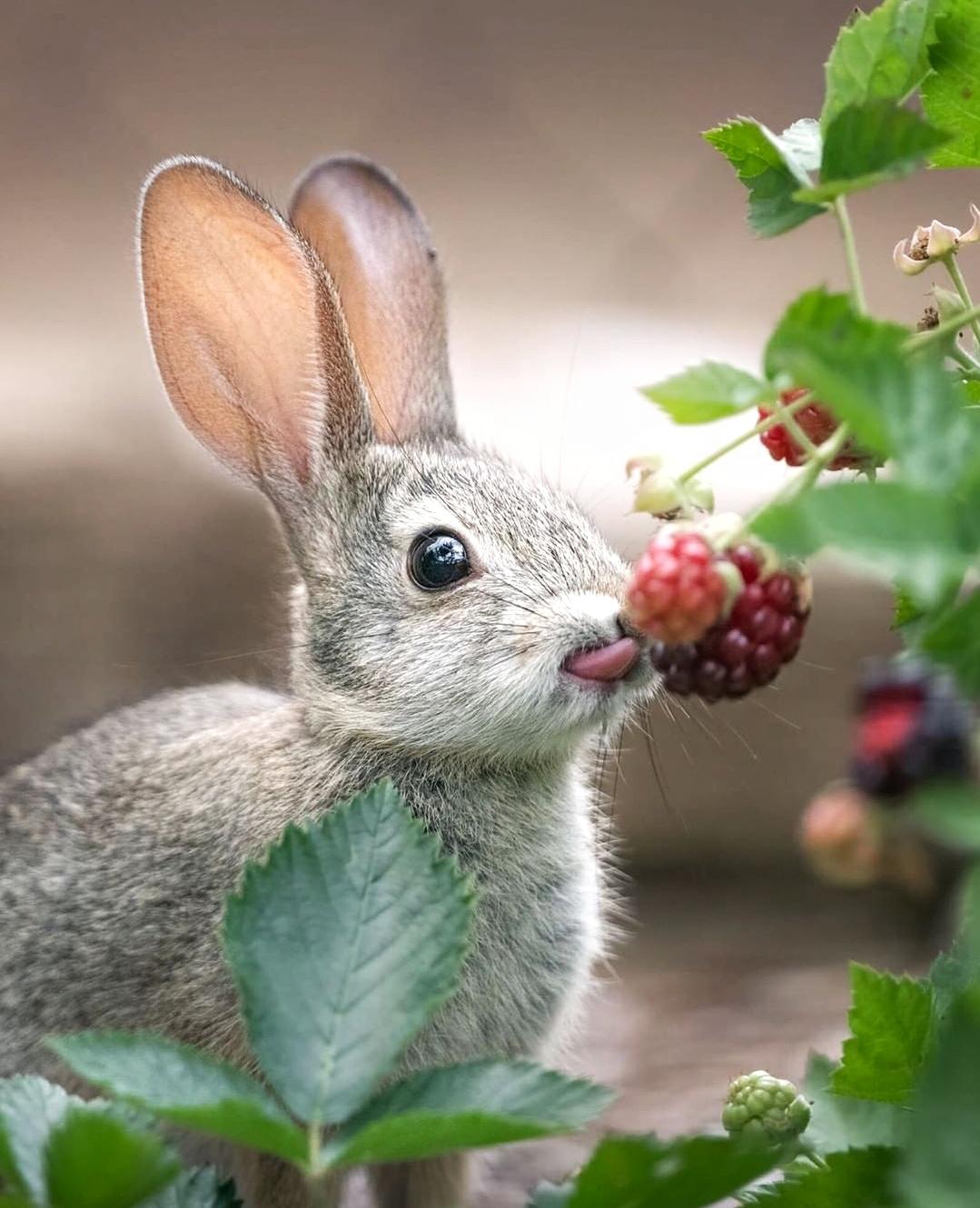 can rabbits eat raspberries