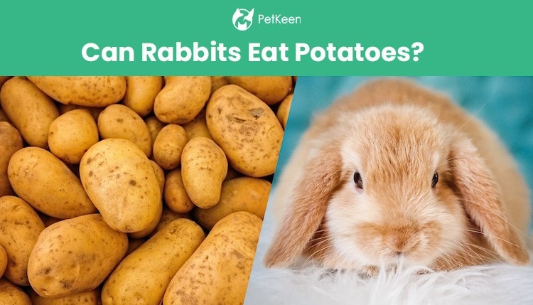 can rabbits eat raw potatoes
