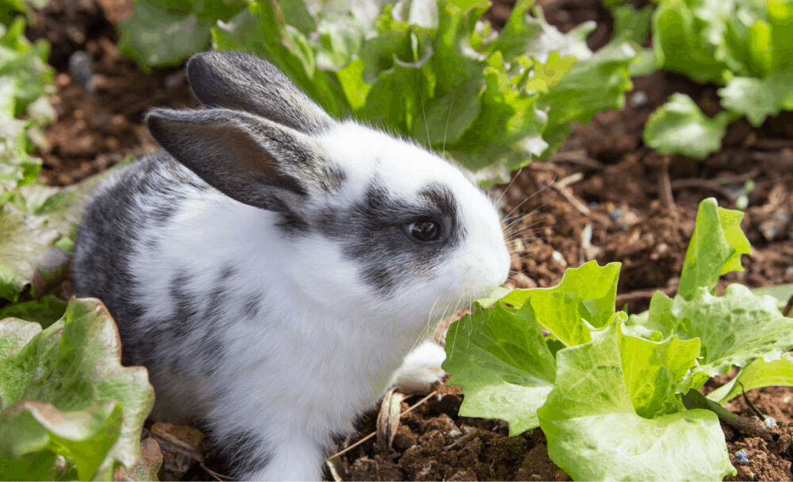 can rabbits eat red leaf lettuce