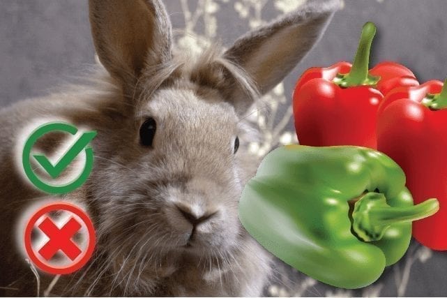 can rabbits eat red peppers