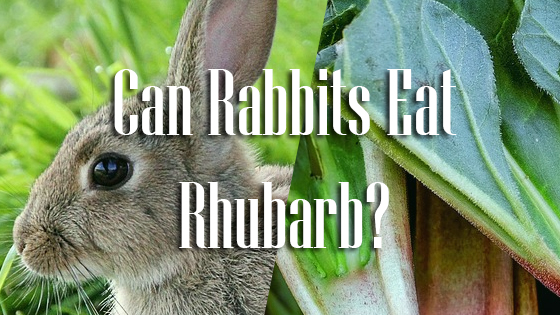 can rabbits eat rhubarb