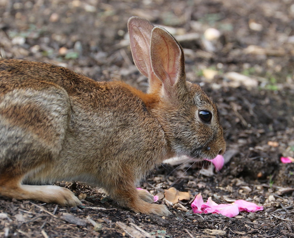 can rabbits eat rose petals