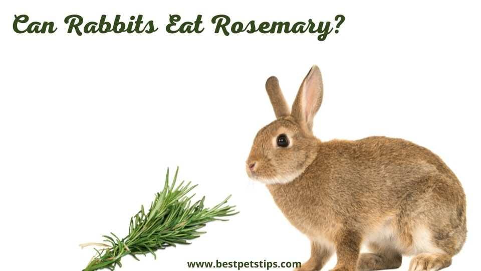 can rabbits eat rosemary