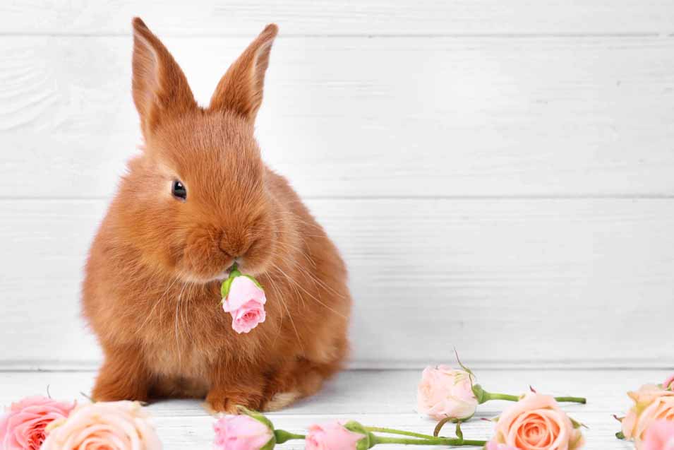 can rabbits eat roses