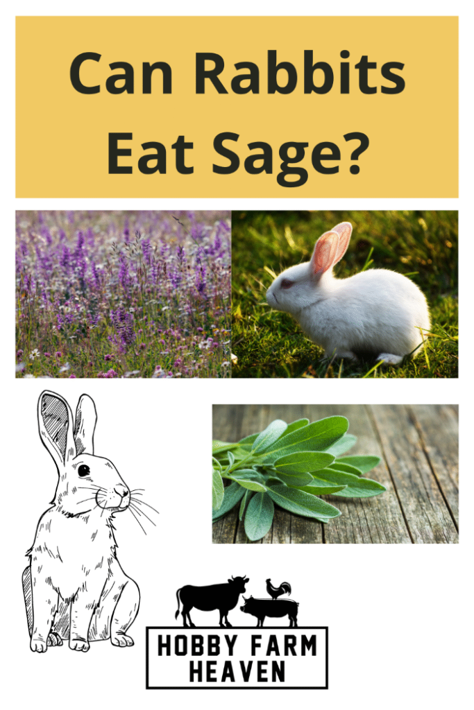can rabbits eat sage