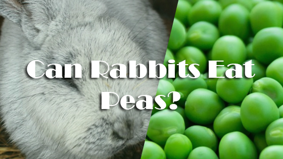 can rabbits eat snow peas