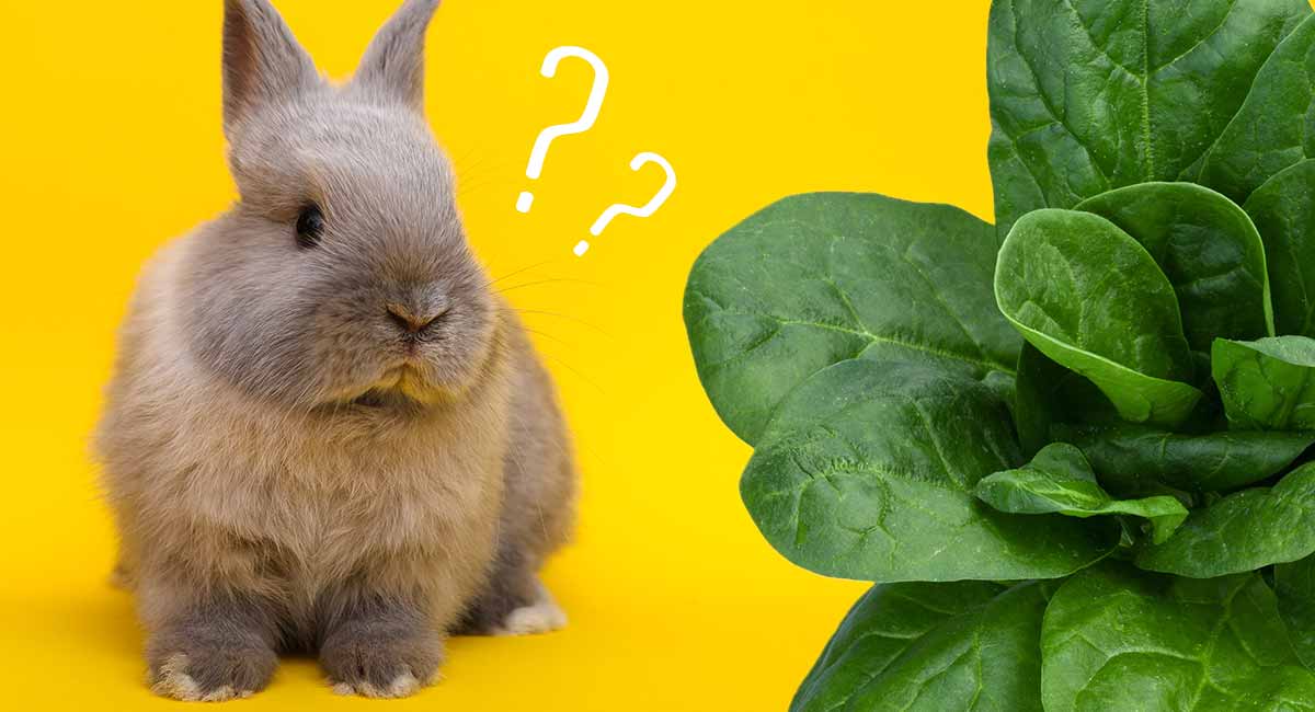 can rabbits eat spinach leaves