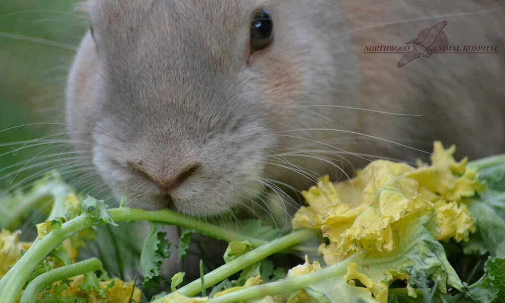 can rabbits eat spring mix