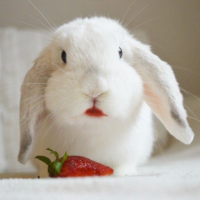 can rabbits eat strawberry