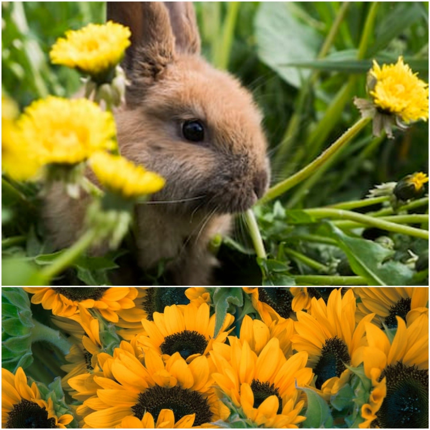 can rabbits eat sunflowers