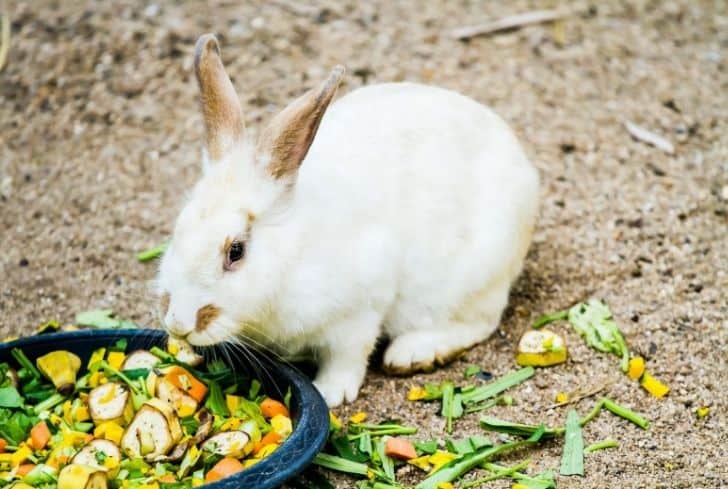 can rabbits eat sweet peppers