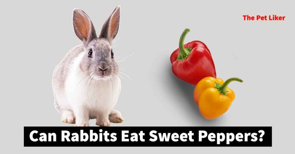 can rabbits eat sweet peppers