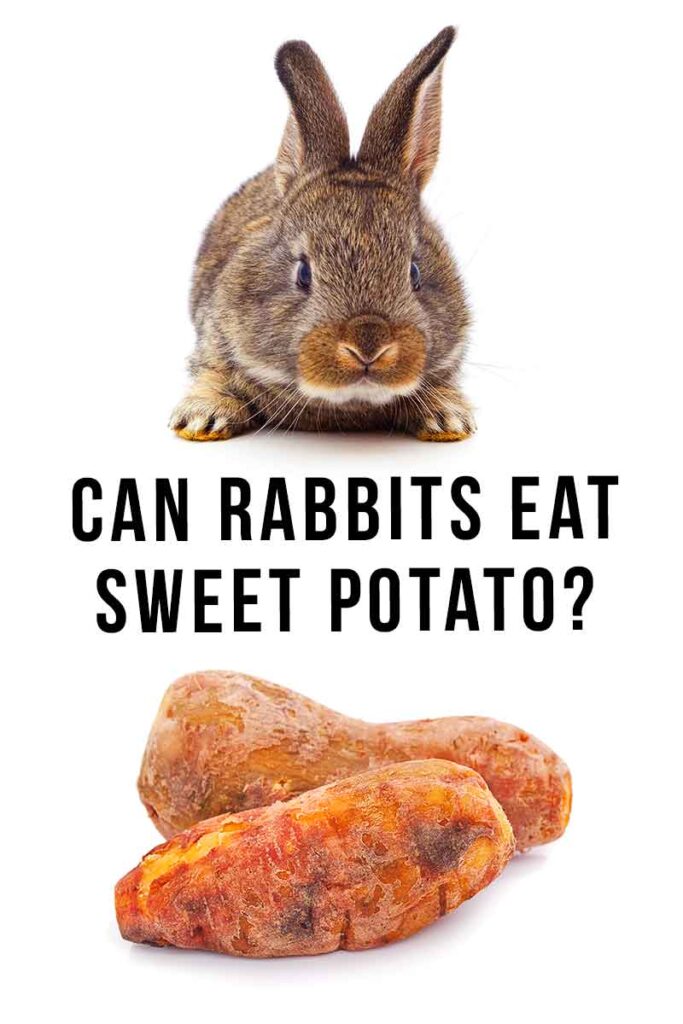 can rabbits eat sweet potatoes