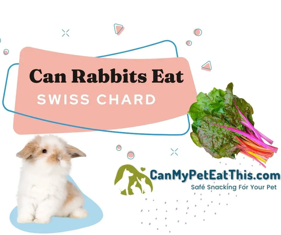 can rabbits eat swiss chard